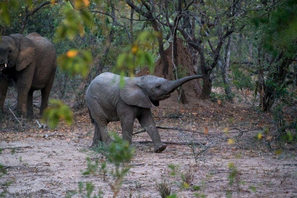 Photo of baby elephant representing Ill Nature essay by Joy Williams