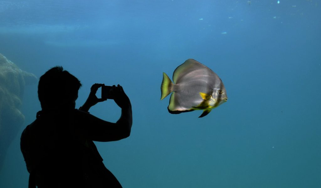 Photo of man taking photo of aquarium fish