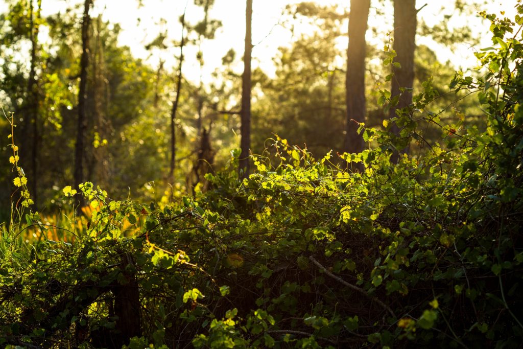 Photo of Florida scrub representing plants in "One Acre" essay from Ill Nature by Joy Williams