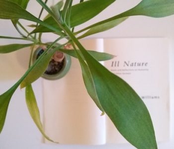 Photo of Ill Nature by Joy Williams with bamboo for book review on Notes of Oak literary blog