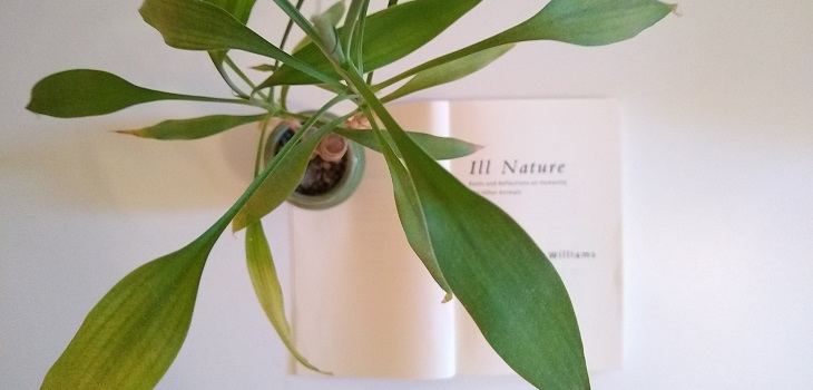 Photo of Ill Nature by Joy Williams with bamboo for book review on Notes of Oak literary blog