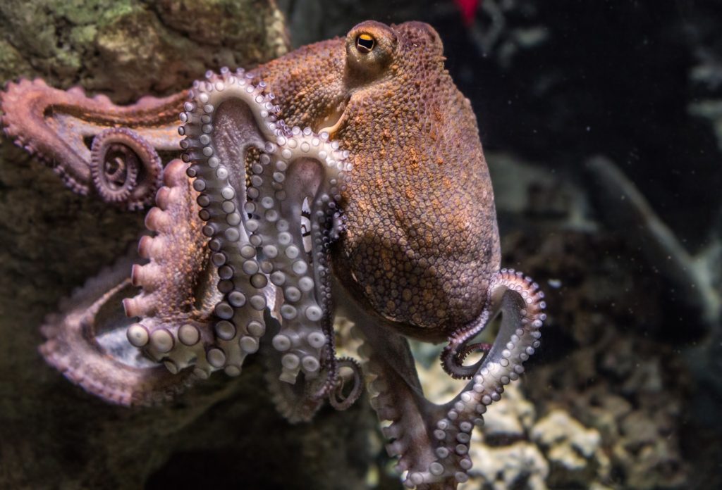 Photo of octopus in aquarium for the nonfiction nature book review of The Soul of an Octopus by Sy Montgomery.