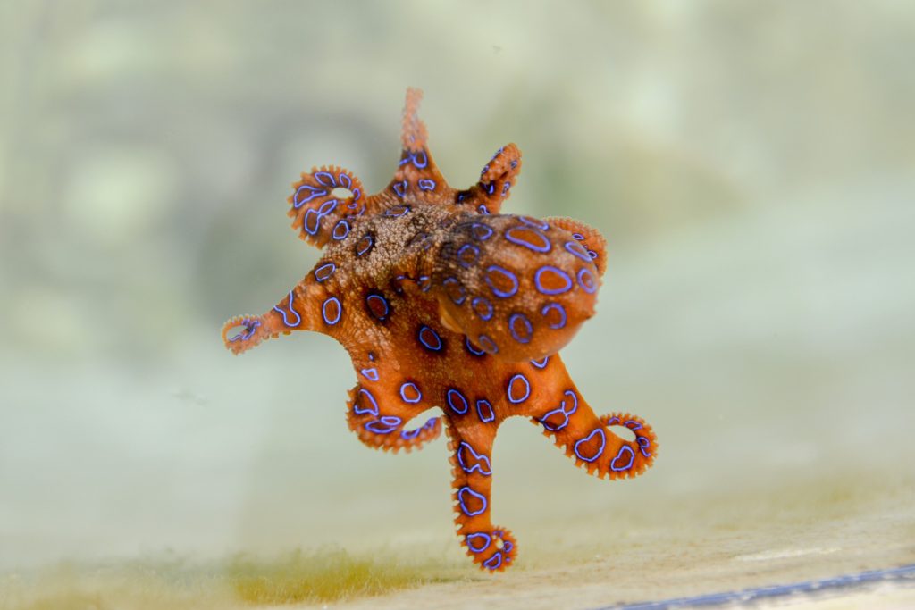 Photo of a blue-ringed octopus to represent subject of The Soul of an Octopus by Sy Montgomery for a book review on the Notes of Oak Literary Blog.