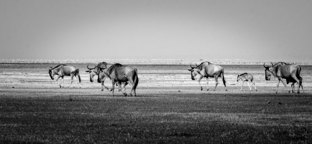 Photo representing "Wildebeest" essay from Ill Nature by Joy Williams