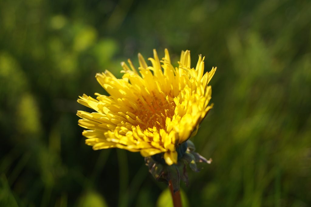Dandelion Imagery from Maud Martha Novel by Gwendolyn Brooks on Notes of Oak Literary Analysis