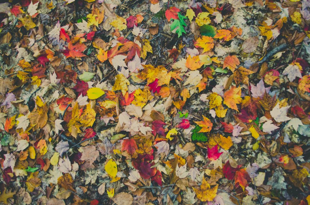 Photo of autumn leaves representing textual structure for Brian Dillon Essayism Book Review on Notes of Oak Literary Blog.