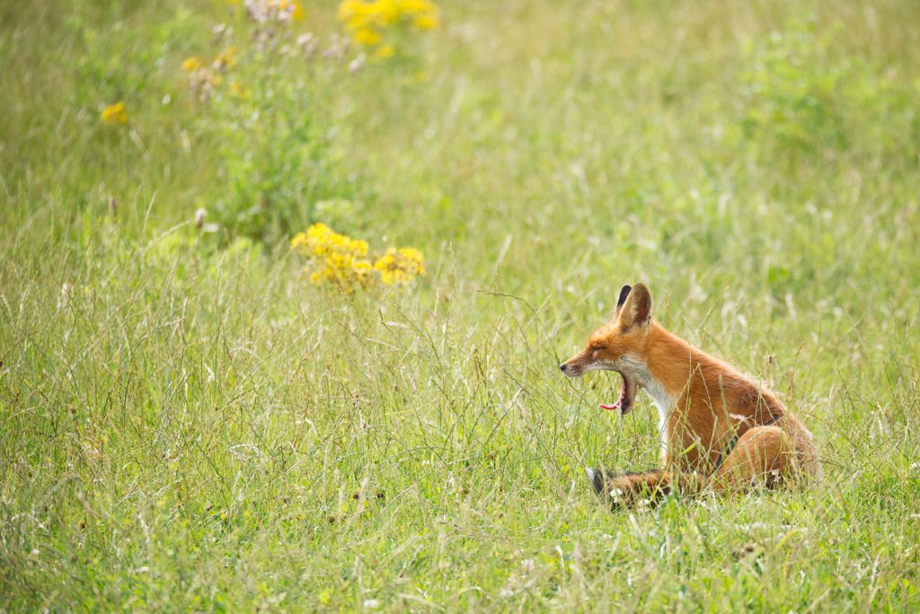 Image of a yawning fox representing boredom at open mic live poetry readings