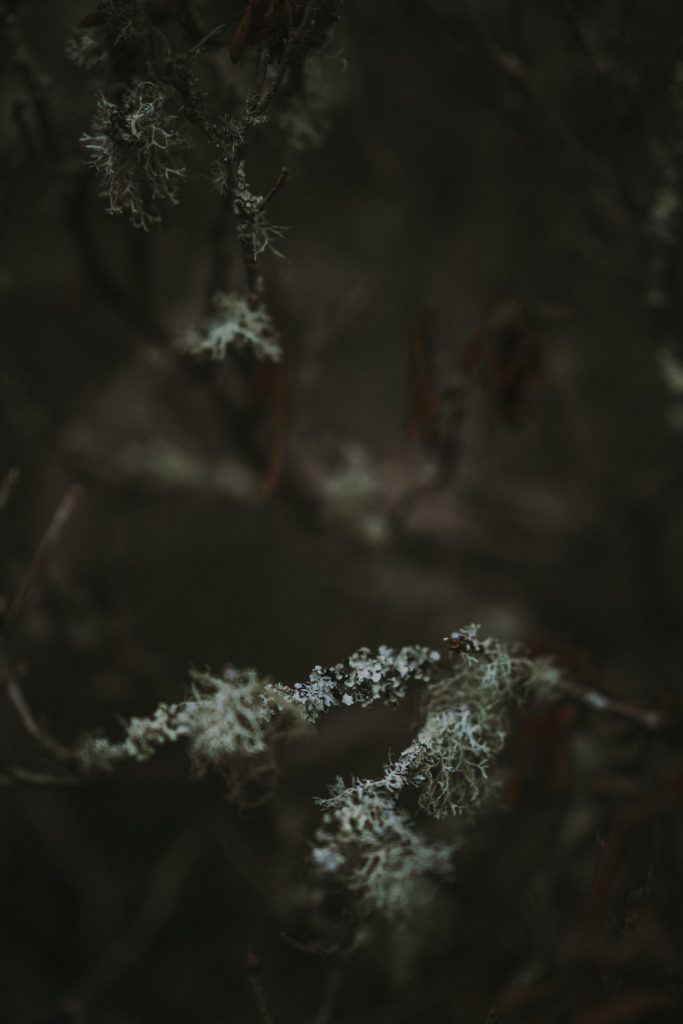 Photo of lichen on an oak branch