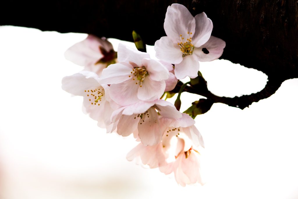 Photo of sakura blossom