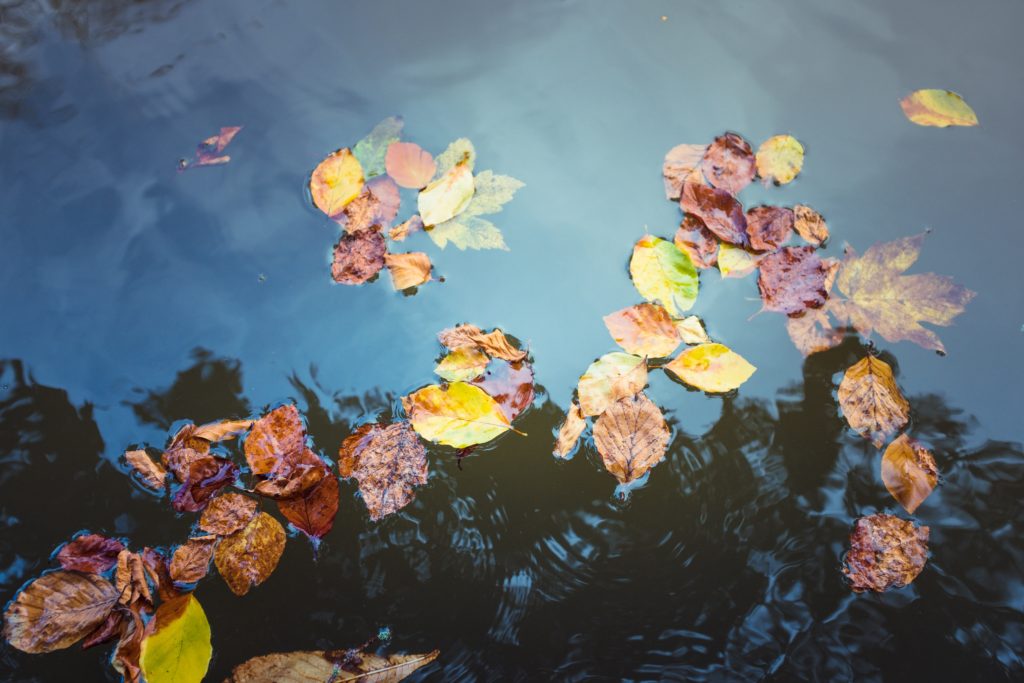 Photo of colorful leaves on water