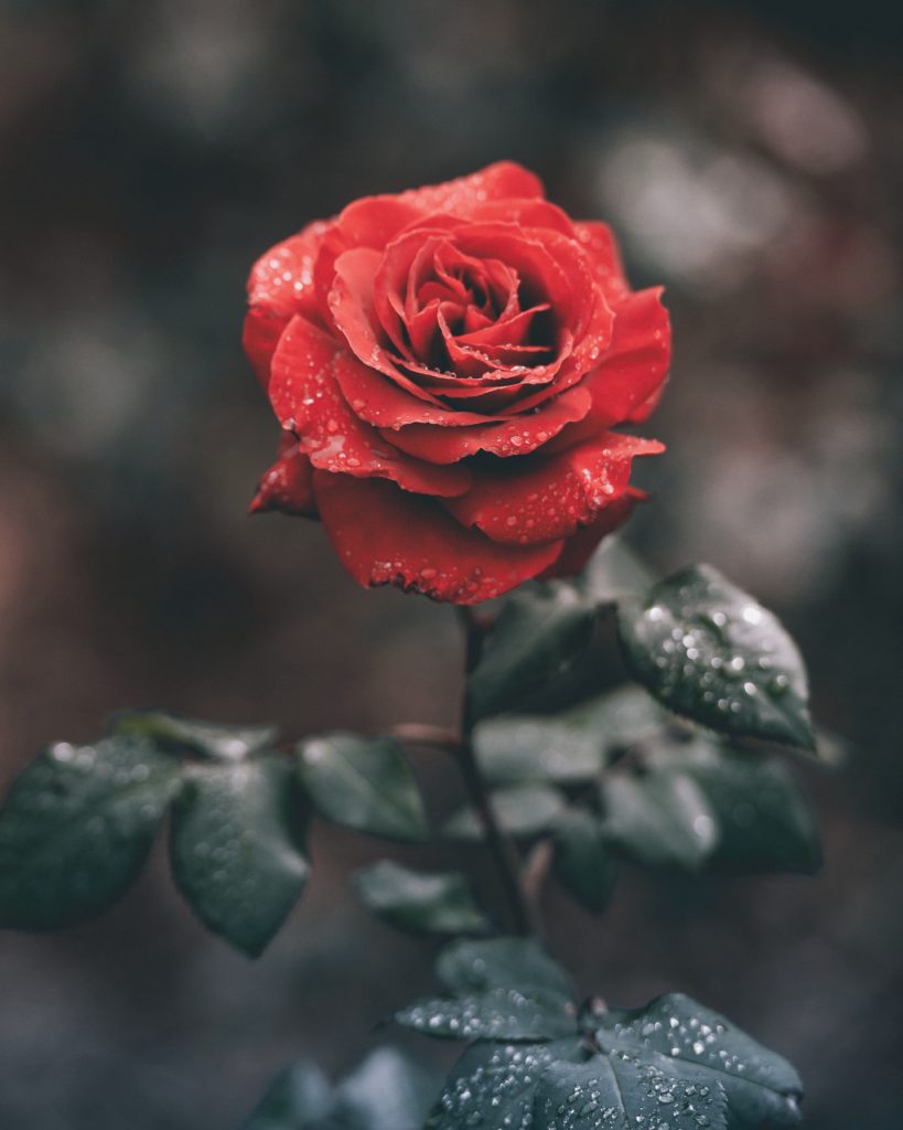 Photo of a red rose from David Kastan book