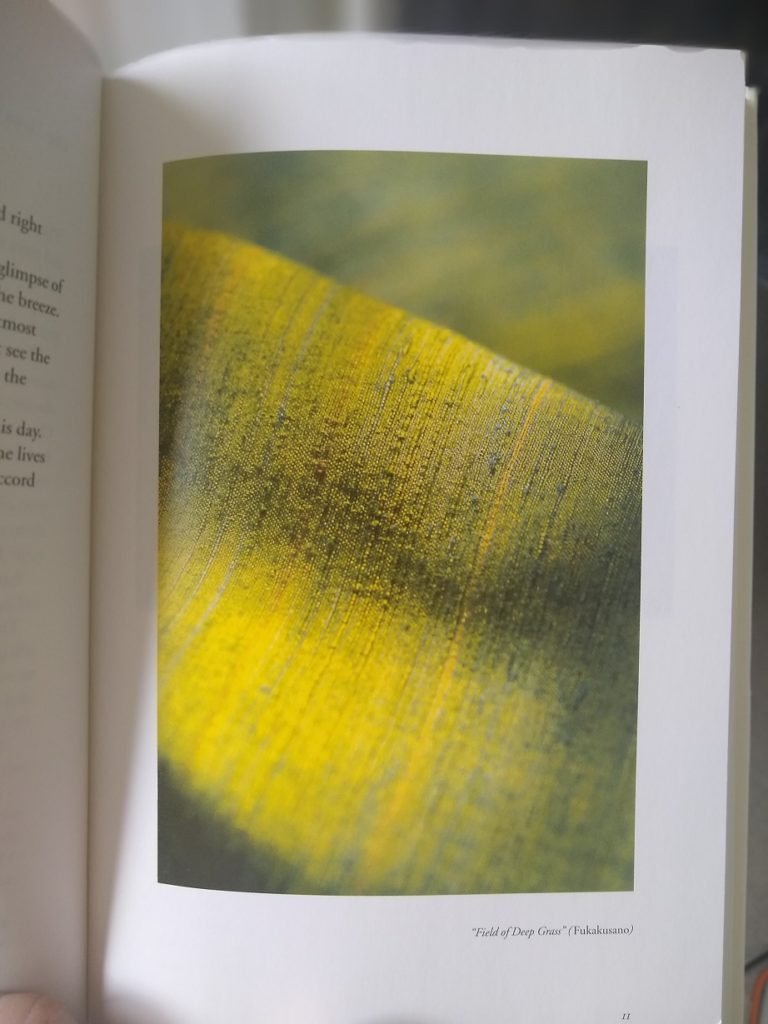 Close up photo of green kimono from the Music of Color by Shimura Fukumi - English Edition book