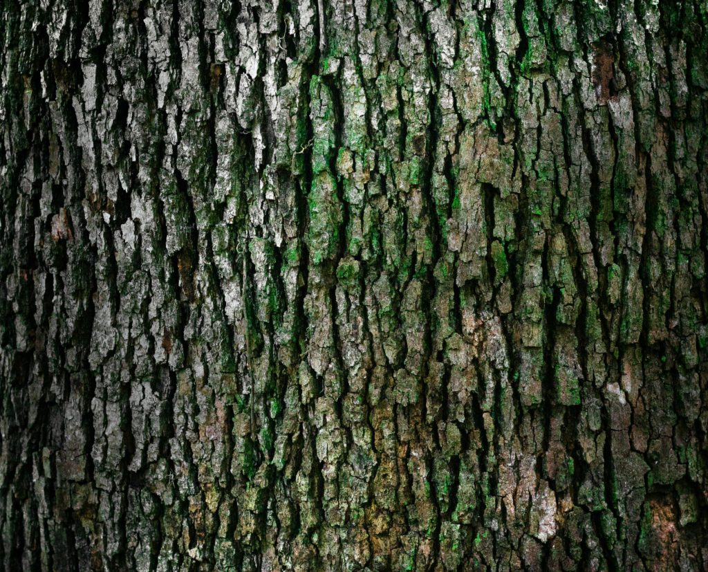Closeup photo of oak bark for Notes of Oak book review
