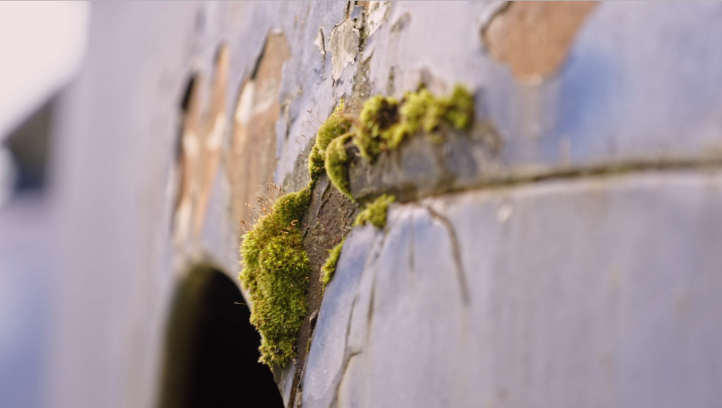 Image of moss growing on an old car.