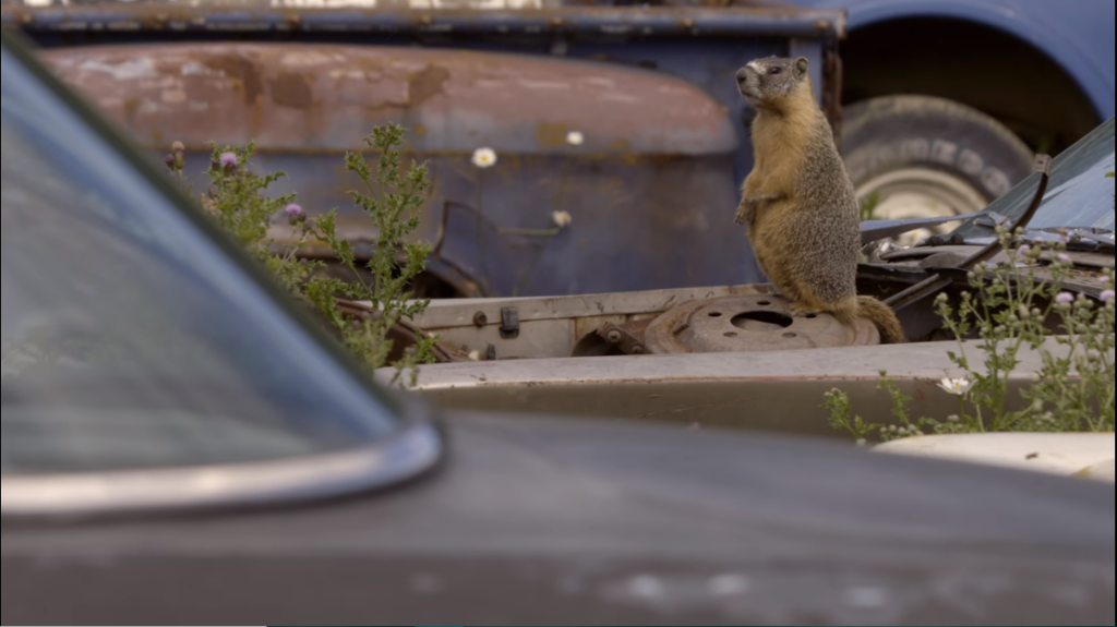 Photo of groundhog on an old car engine from the TV series Rust Valley Restorers.