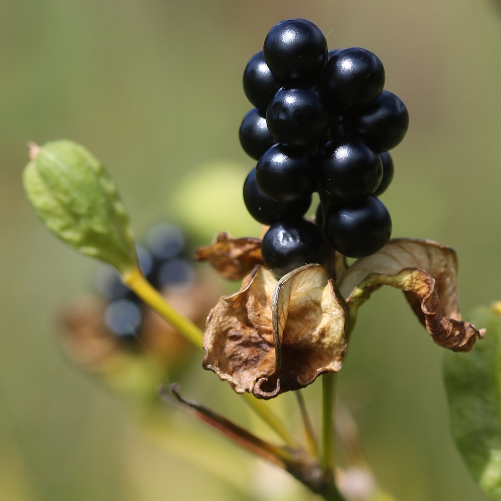 Photo of blackberry lily fruits.