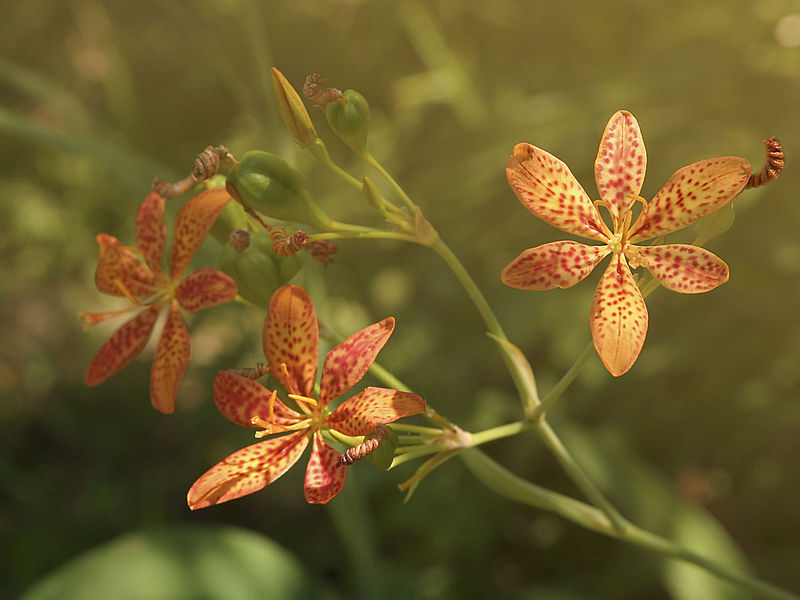 Photo of blackberry lily flowers.